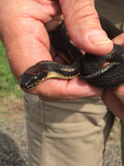 Nerodia clarkii clarkii