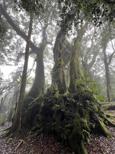 Image of Nothofagus moorei by (c) Lucas Christofides, some rights reserved (CC BY)