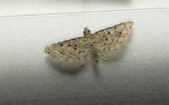 Sufetula hemiophthalma