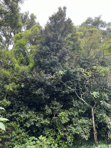 Image of Syzygium nebulosum by (c) Lucas Christofides, some rights reserved (CC BY)