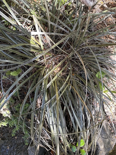 Astelia graminea (Astelia graminea)