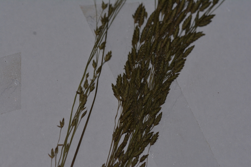 Eragrostis nutans (Eragrostis nutans)