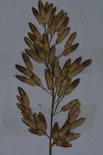 Eragrostis tremula observed 2023-01-18