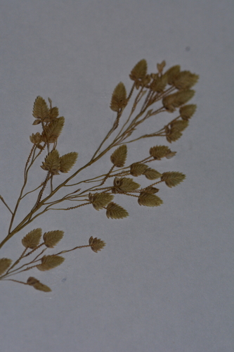Eragrostis unioloides