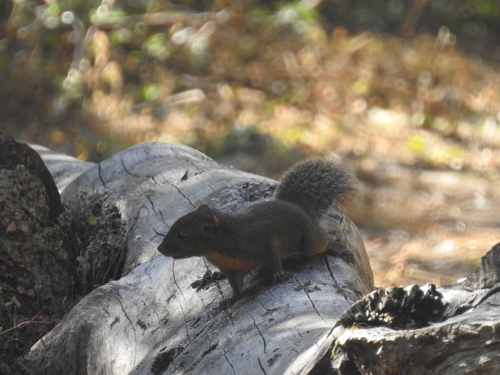 Orange-bellied Himalayan Squirrel