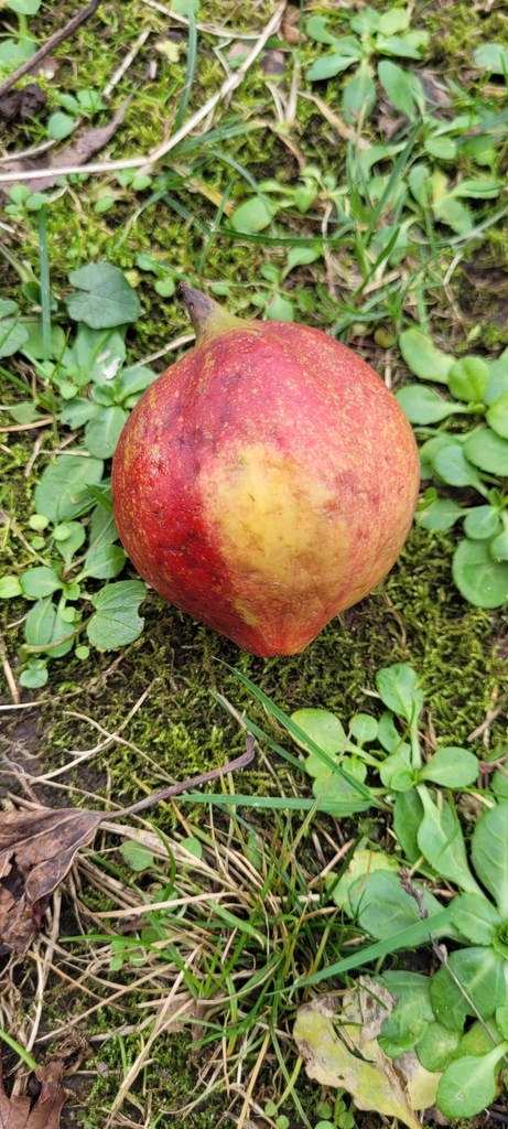 Foto de Óleo de Tung