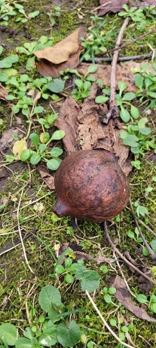 Foto de Óleo de Tung