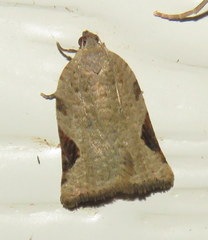 Meritastis ursina