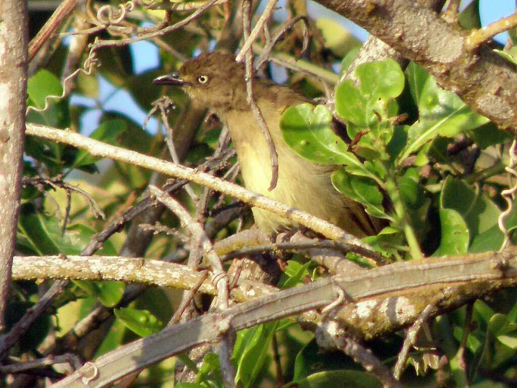 Fischer's Greenbul photo
