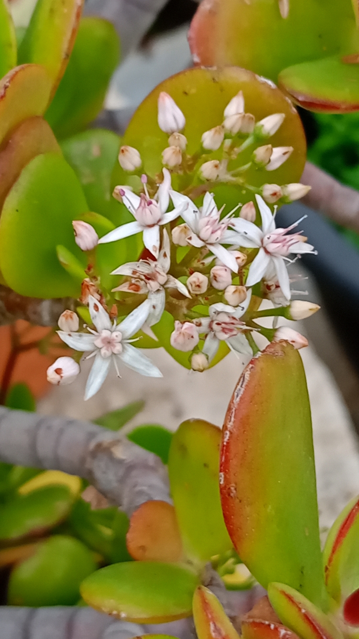 Imagem de Planta-jade