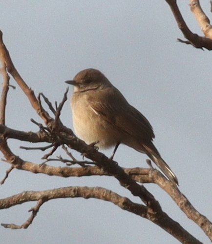 Pale Flycatcher (Agricola pallidus), photo 9