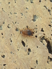 Ectobius pallidus