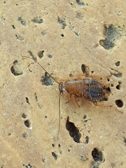 Ectobius pallidus
