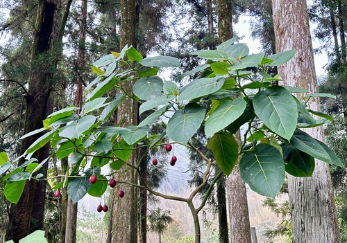 tamarillo