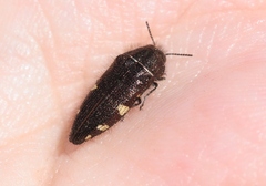 Acmaeodera prorsa