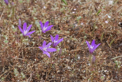Brodiaea minor