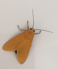 Pareuchaetes aurata