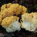 Ramaria praecox - Photo (c) Guinberteau Jacques, some rights reserved (CC BY-NC), uploaded by Guinberteau Jacques