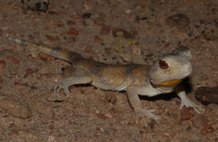 Namib Chirping Gecko photo 2