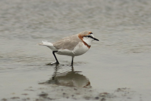 Chestnut-banded Plover (Anarhynchus pallidus)