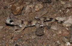 Namib Chirping Gecko photo 3