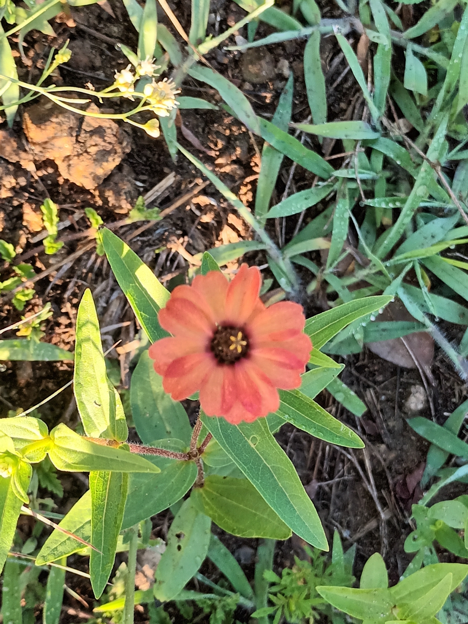 Imagem de Zinnia