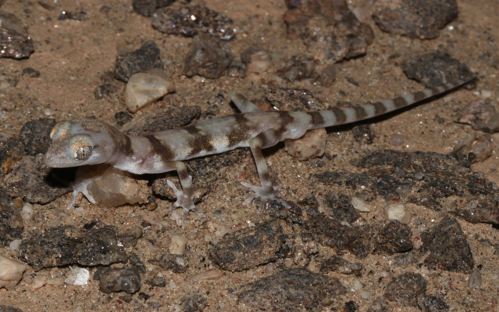Koch’s Gecko
