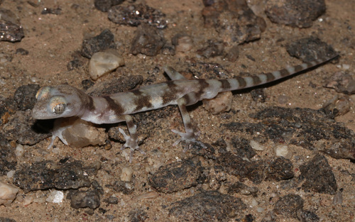 CapeCross Thick-toed Gecko, Pachydactylus kochii