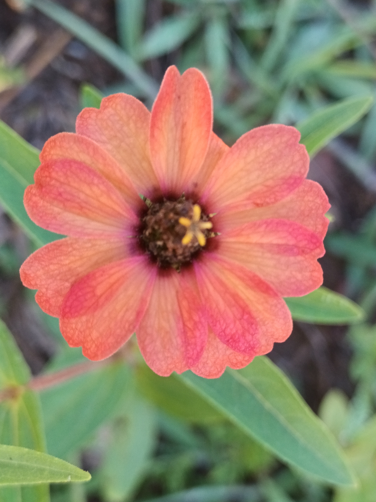 Imagem de Zinnia