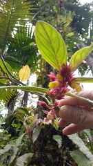 Gesnerieae