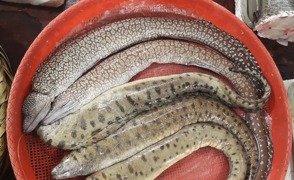Snowflake-Patched Moray