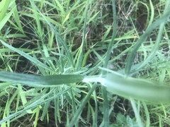 Gomphocarpus tomentosus tomentosus