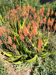 Aloe camperi