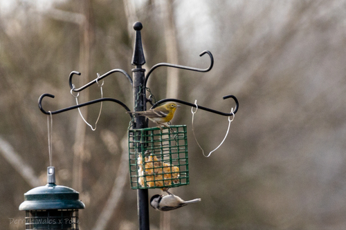 Carolina Chickadee photographed in Alabama