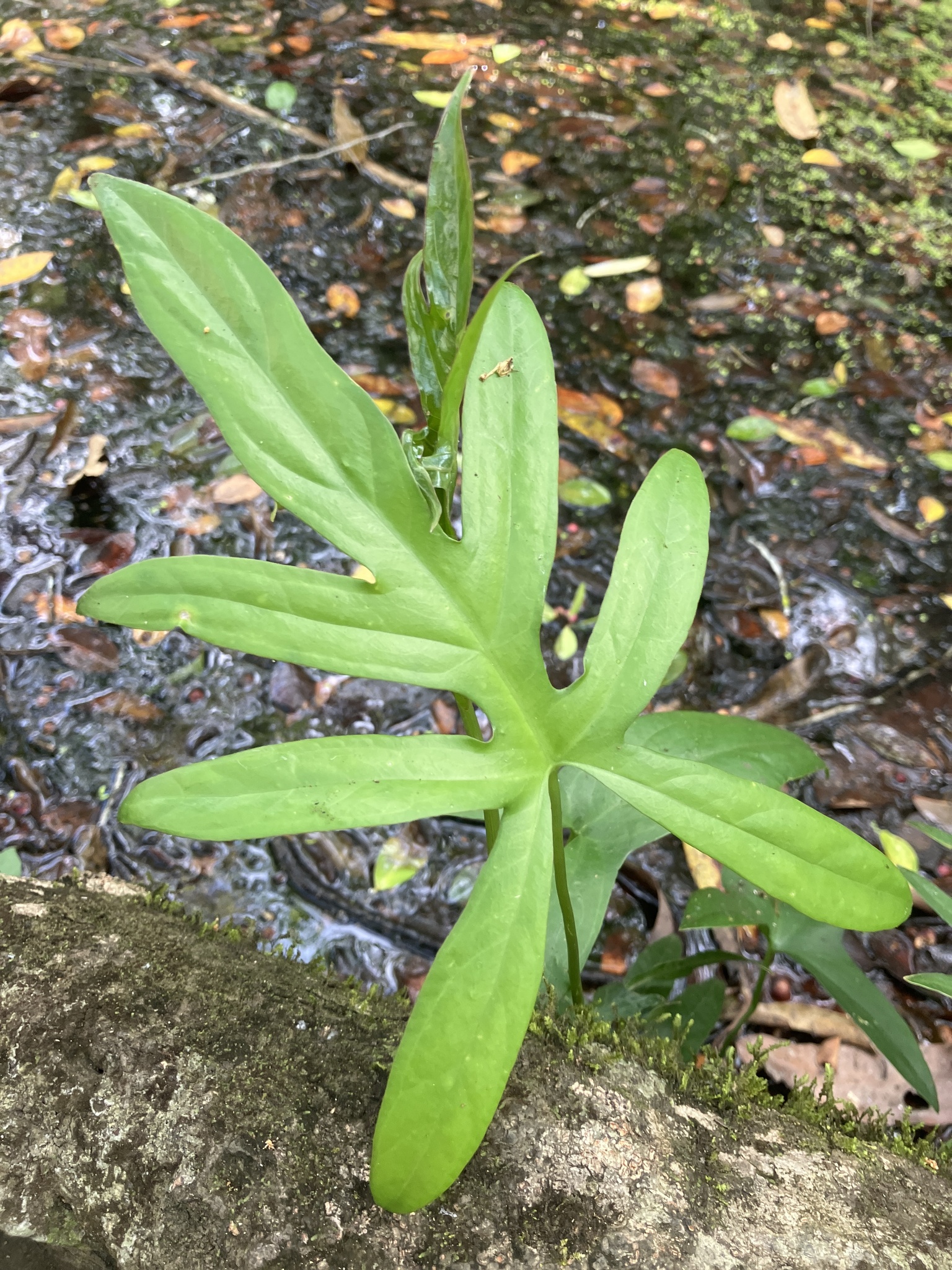 Móp (Lasia spinosa)