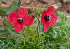 Papaver hybridum