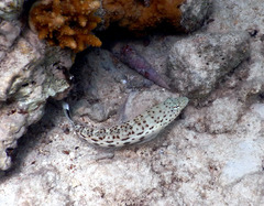 Parapercis hexophtalma