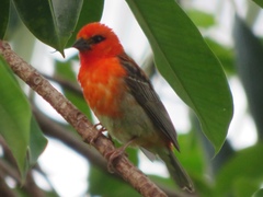 Foudia madagascariensis