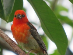 Foudia madagascariensis
