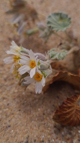 Monsonia ignorata