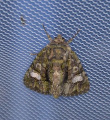 Phosphila miselioides