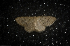 Idaea pilosata