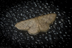Idaea pilosata