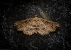 Philogethes metableta