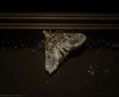 Arescoptera haplocala