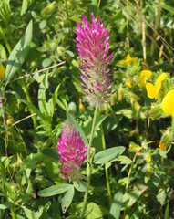 Trifolium purpureum