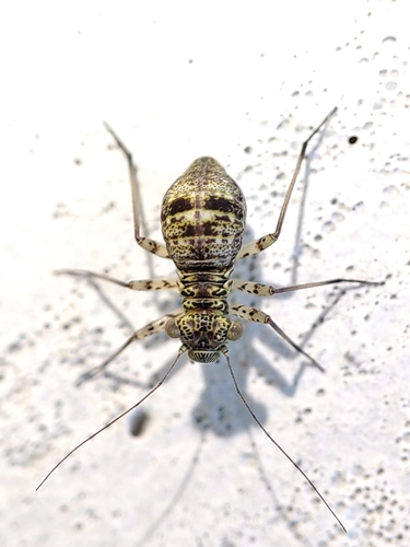 Mesopsocus immunis (Stephens, 1836)