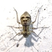 Woodland Barklouse - Photo (c) David Gil, some rights reserved (CC BY-NC), uploaded by David Gil