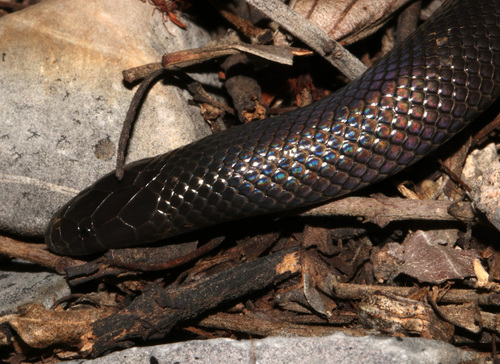 Common Purple-glossed Snake