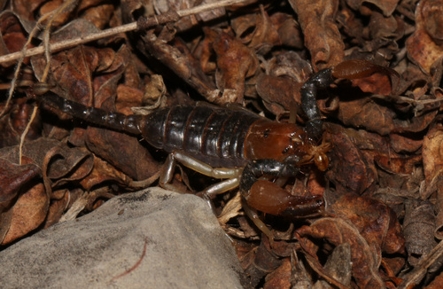 Photo of Robust Burrowing Scorpion (Opistophthalmus carinatus)